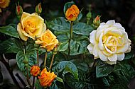 Roses