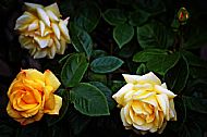 Roses