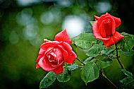 Roses