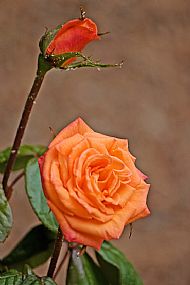 Roses