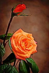 Roses