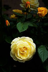 Roses
