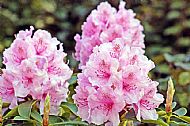 Rhododendron
