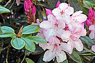 Rhododendron