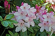 Rhododendron