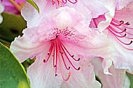 Rhododendron