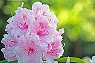 Rhododendron
