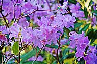 Rhododendron