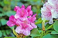 Rhododendron