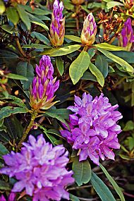 Rhododendron