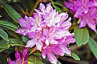 Rhododendron