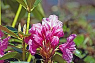 Rhododendron