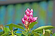 Rhododendron