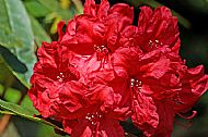 Rhododendron