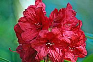 Rhododendron