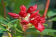 Rhododendron