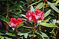 Rhododendron