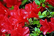 Rhododendron