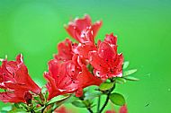 Rhododendron