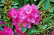 Rhododendron