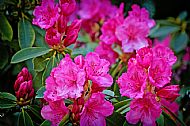 Rhododendron
