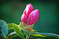 Rhododendron
