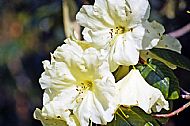 Rhododendron