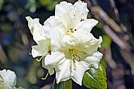 Rhododendron