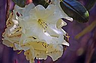 Rhododendron