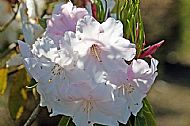 Rhododendron