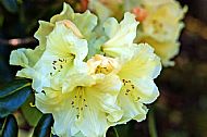 Rhododendron