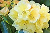 Rhododendron