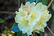 Rhododendron