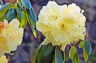 Rhododendron