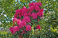 Rhododendron