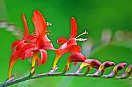 Crocosmia