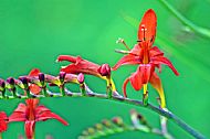 Crocosmia