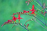 Crocosmia