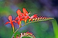 Crocosmia