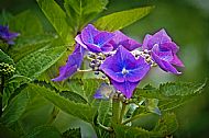 Hydrangea