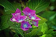 Hydrangea
