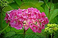 Hydrangea