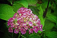 Hydrangea