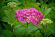 Hydrangea
