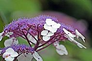 Hydrangea