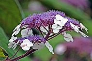 Hydrangea