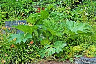 Giant Rhubarb