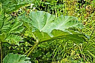 Giant Rhubarb