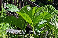 Giant Rhubarb