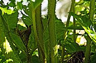Giant Rhubarb